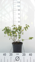 Ceanothus x delilianus 'Gloire de Versailles'   pot   40 50 cm