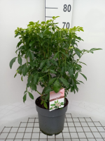 Choisya ternata   pot 5L   40 50 cm  