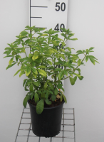 Choisya ternata   pot   25 30 cm  
