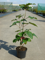 Clerodendrum bungei   pot   40 60 cm  