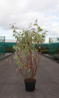 Cornus alba 'Elegantissima'   pot 10L   80 100 cm