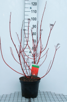Cornus alba 'Sibirica'   pot 10L   80 100 cm