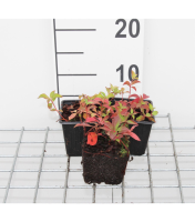 Cornus canadensis   pot 9x9 cm  