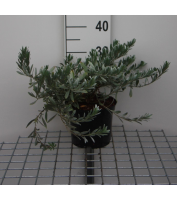 Convolvulus cneorum   pot   25 30 cm  