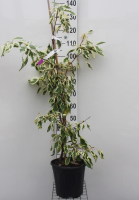 Cornus alba 'Variegata'   pot 10L   100 125 cm