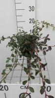 Cotoneaster dammeri   pot 1,3L   20 30 cm  