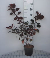 Cotinus 'Grace'   pot   40 60 cm  