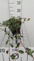 Cotoneaster dammeri 'Major'   pot 1,3L   20 30 cm  