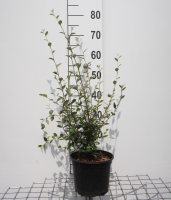Cotoneaster franchetii   pot   60 80 cm