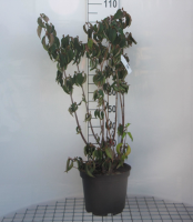 Cornus officinalis   pot 10L   80 100 cm