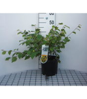 Corylopsis pauciflora   pot   30 40 cm