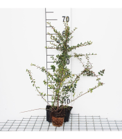 Cotoneaster radicans 'Eichholz'   pot 9x9 cm   15 20 cm