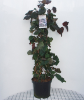 Corylus 'Red Majestic'   pot 12L   80 100 cm