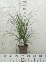 Cortaderia selloana   pot 3L  