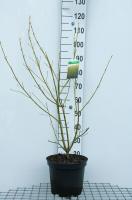 Cornus sericea 'Flaviramea'   pot 10L   80 100 cm