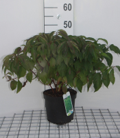 Cornus sericea 'Kelseyi'   pot   30 40 cm