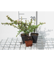 Cotoneaster x suecicus 'Skogholm'   pot 9x9 cm   20 25 cm
