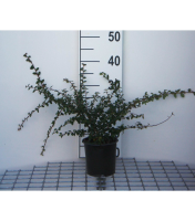 Cotoneaster x suecicus 'Skogholm'   pot 1,3L   30 40 cm