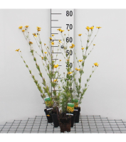 Coreopsis verticillata 'Zagreb'   pot 9x9 cm  