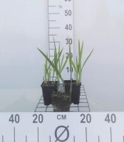 Crocosmia 'George Davidson'   pot 9x9 cm  
