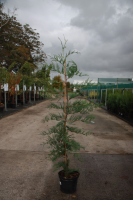 X Cupressocyparis leylandii   pot   100 125 cm  