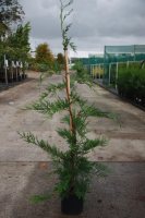 X Cupressocyparis leylandii   pot   80 100 cm  