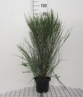 Cytisus 'Apricot Gem'   pot   40 60 cm