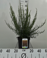 Cytisus 'Burkwoodii'   pot   40 60 cm