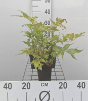 Cyrtomium falcatum   pot 9x9 cm