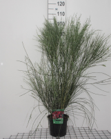 Cytisus 'Hollandia'   pot   40 60 cm