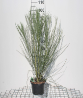 Cytisus x praecox 'Albus'   pot   40 60 cm  