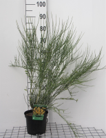 Cytisus x praecox 'Allgold'   pot   40 60 cm  