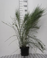 Cytisus x praecox   pot   40 60 cm