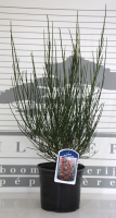 Cytisus 'Roter Favorit'   pot   40 60 cm  
