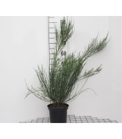 Cytisus 'Zeelandia'   pot   40 60 cm  