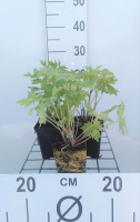 Delphinium 'Astolat'   pot 9x9 cm  