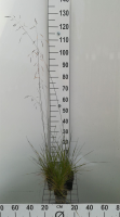 Deschampsia cespitosa   pot 9x9 cm  