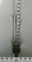 Deschampsia cespitosa 'Goldschleier'   pot 9x9 cm