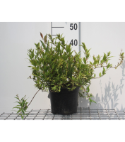 Deutzia gracilis 'Nikko'   pot   25 30 cm  