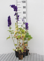 Delphinium 'King Arthur'   pot 9x9 cm