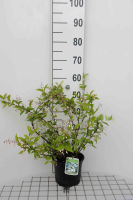 Deutzia x rosea 'Campanulata'   pot   40 60 cm  