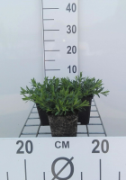 Dianthus deltoides 'Albiflorus'   pot 9x9 cm  