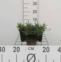 Dianthus deltoides 'Brilliant'   pot 9x9 cm