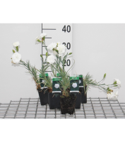 Dianthus 'Haytor White'   pot 9x9 cm