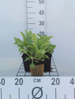 Digitalis 'Mertonensis'   pot 9x9 cm