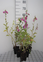 Digitalis purpurea 'Gloxiniiflora'   pot 9x9 cm  