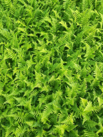 Dryopteris affinis   pot 9x9 cm  
