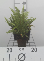Dryopteris affinis 'Pinderi'   pot 9x9 cm  