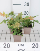 Dryopteris erythrosora   pot 9x9 cm  