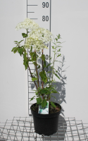 Hydrangea arborescens 'Annabelle'   sneeuwbal hortensia   pot 5L   50 60 cm